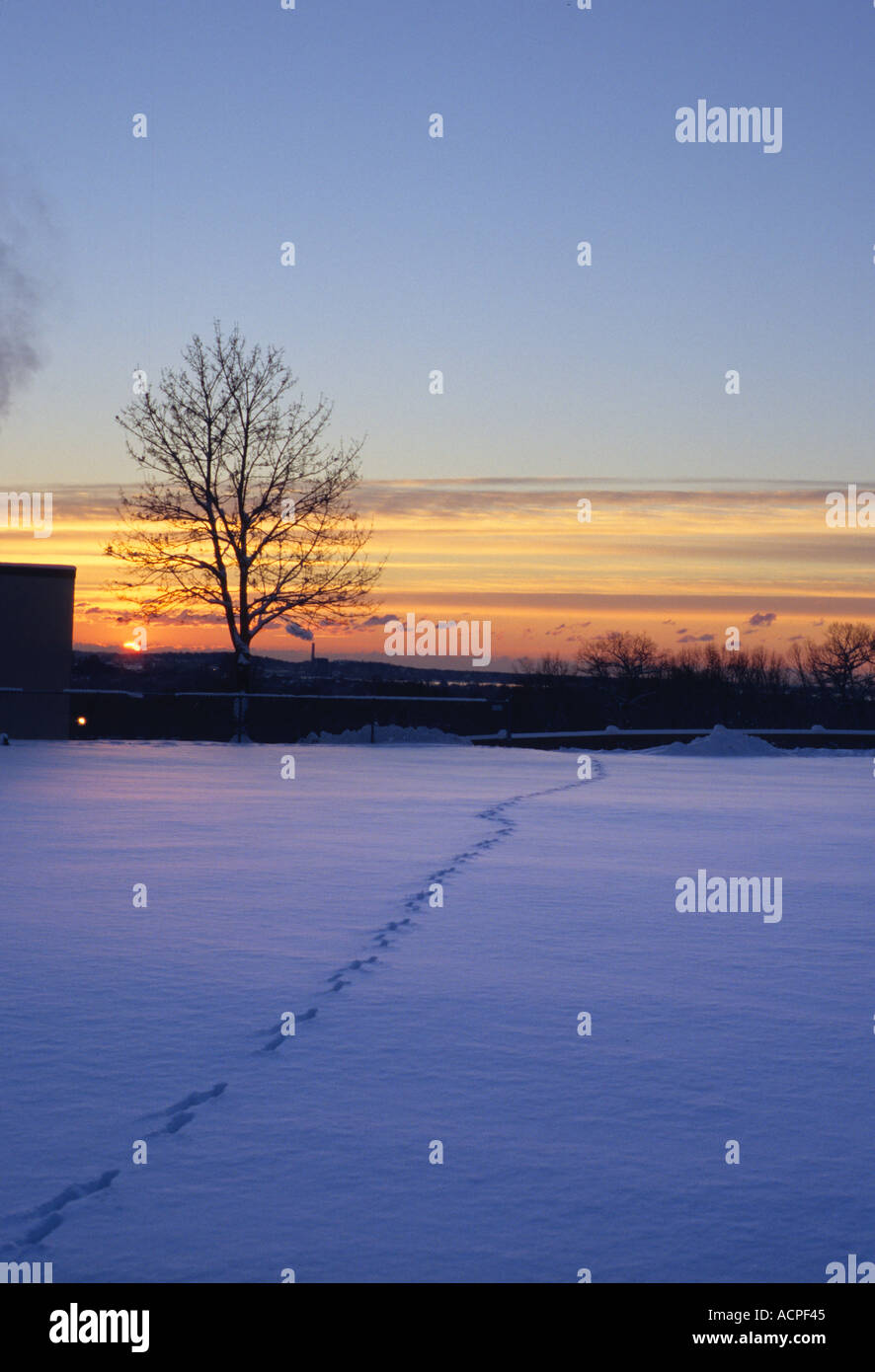 Orme nella neve attraverso un campo nevoso con struttura ad albero e tramonto a distanza Foto Stock