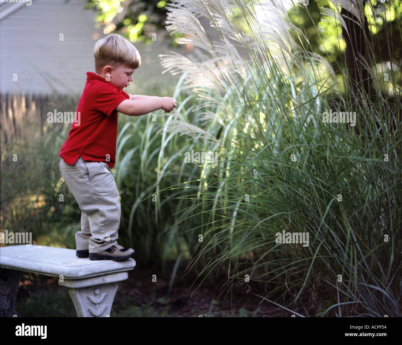Bambino piccolo ragazzo esplorando la natura cercando di alte erbe in un giardino Foto Stock
