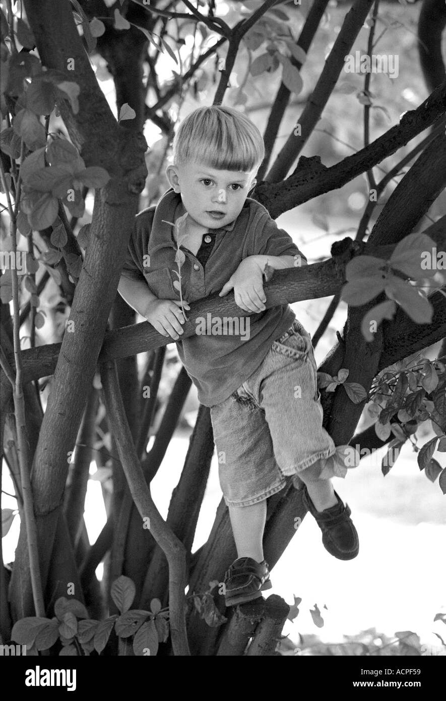 Bambini che giocano piccolo ragazzo nella struttura ad albero 2 3 Foto Stock