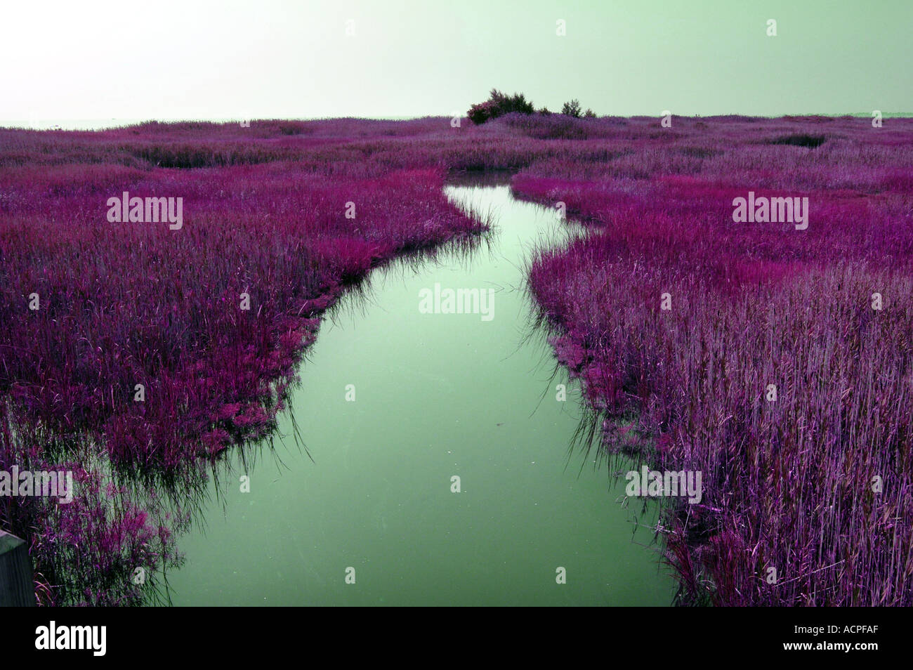 Un fiume di colore verdastro con erba viola paesaggio surreale Foto Stock