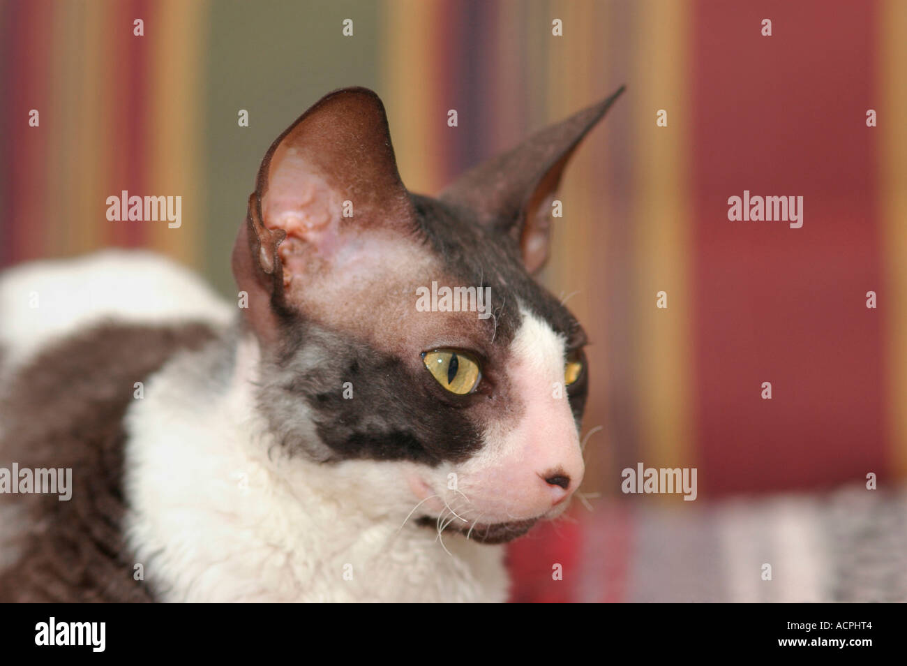 Femmina Cornish Rex visualizza cat in bianco e nero e bianco e marrone di calico Foto Stock