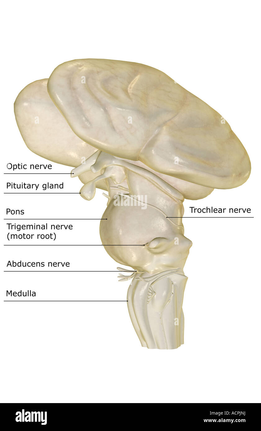 Il tronco cerebrale Foto Stock