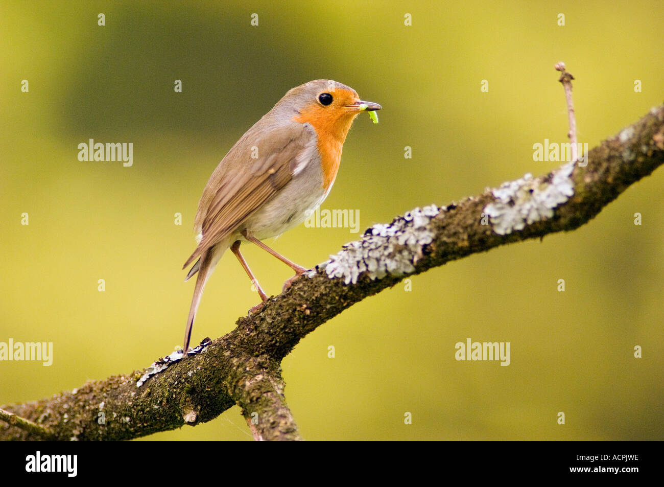 Robin appollaiato sul ramo (Erithacus rubecula) Foto Stock