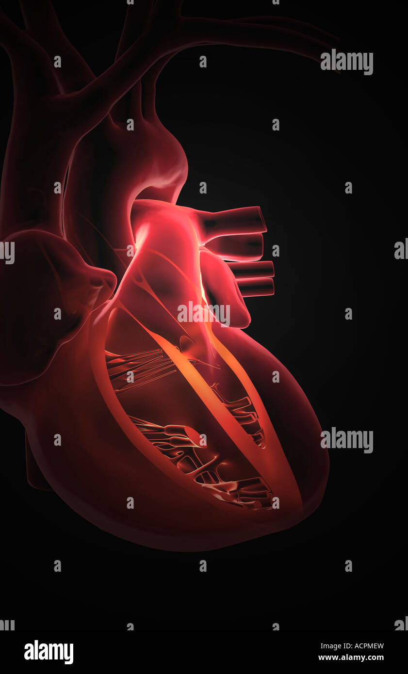 Anatomia di sezione del cuore Foto Stock