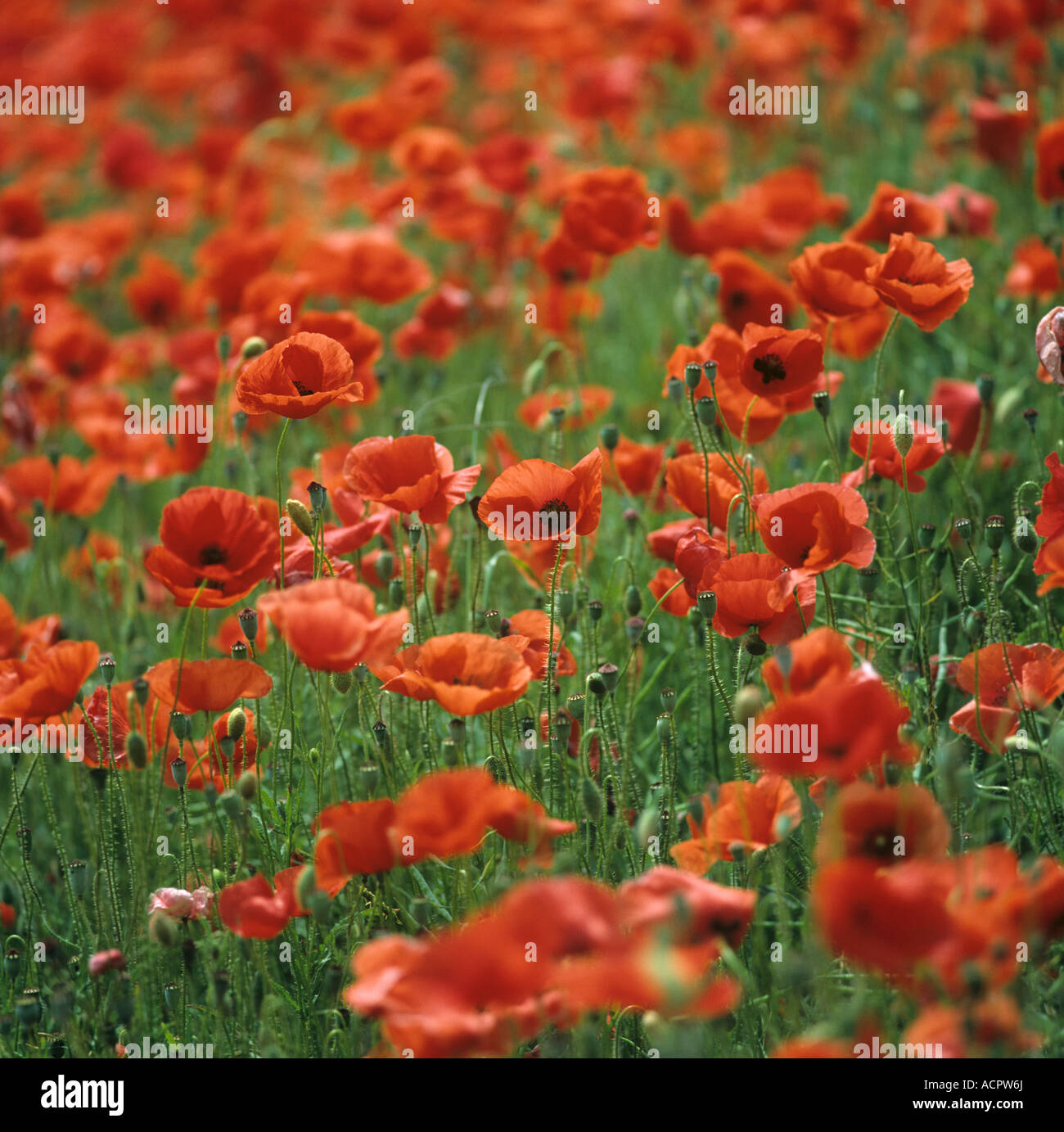 Messa a fuoco critica sul rigoglioso fiorire il mais papaveri Papaver rhoeas Germania Foto Stock