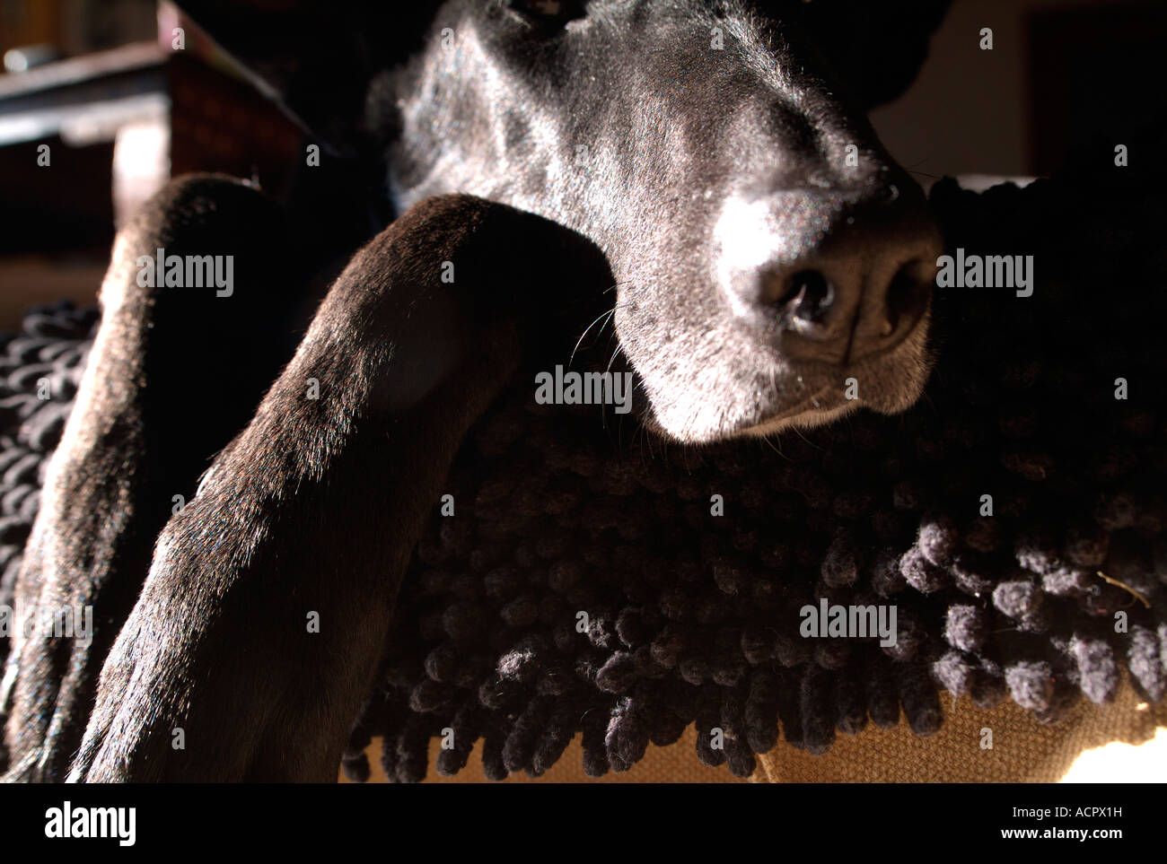 Close up di un cane nero dormono a casa Foto Stock