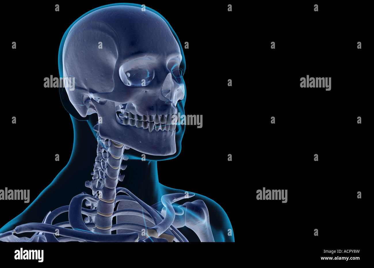 Le ossa della testa e del collo Foto Stock