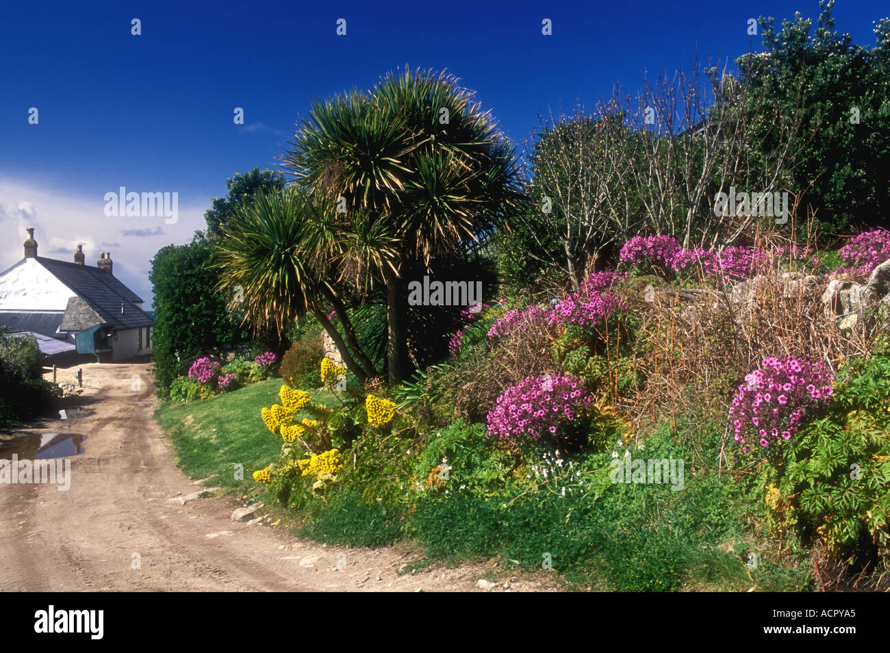 Fiori di Primavera e vicolo del paese BRYHER Isole Scilly Foto Stock