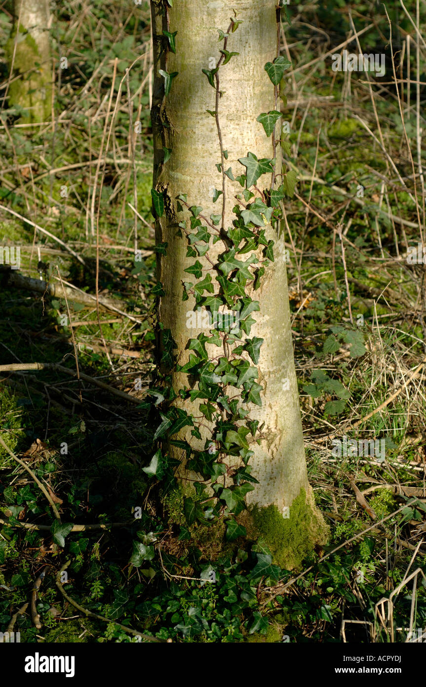 Edera Hedera helix cominciando a crescere salire sul tronco di un albero di cenere Foto Stock