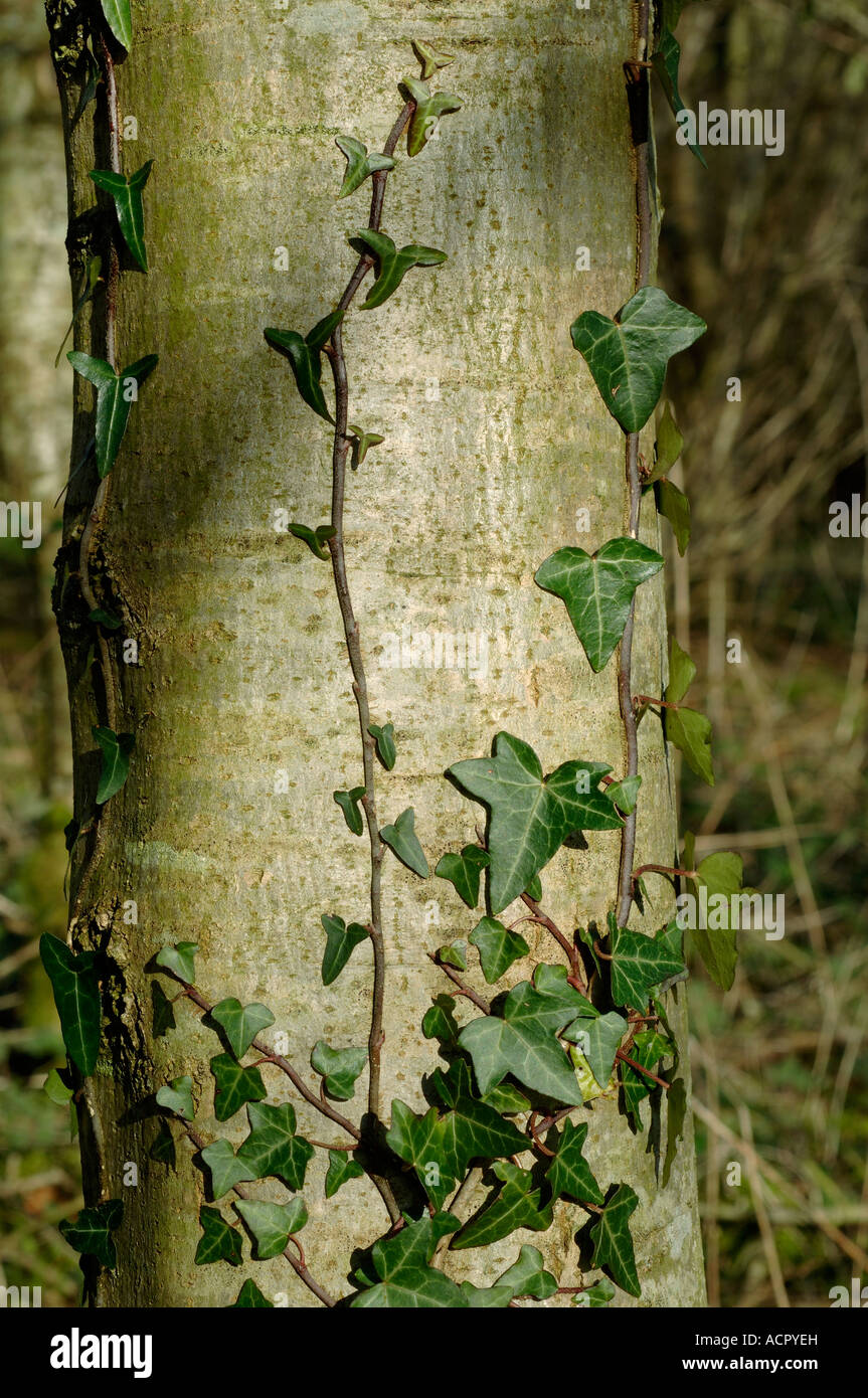 Edera Hedera helix cominciando a crescere salire sul tronco di un albero di cenere Foto Stock