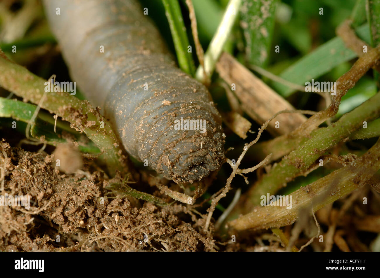 Leatherjacket Tipula spp alimentazione sulle radici della coppia di erba per prato all'inglese Foto Stock
