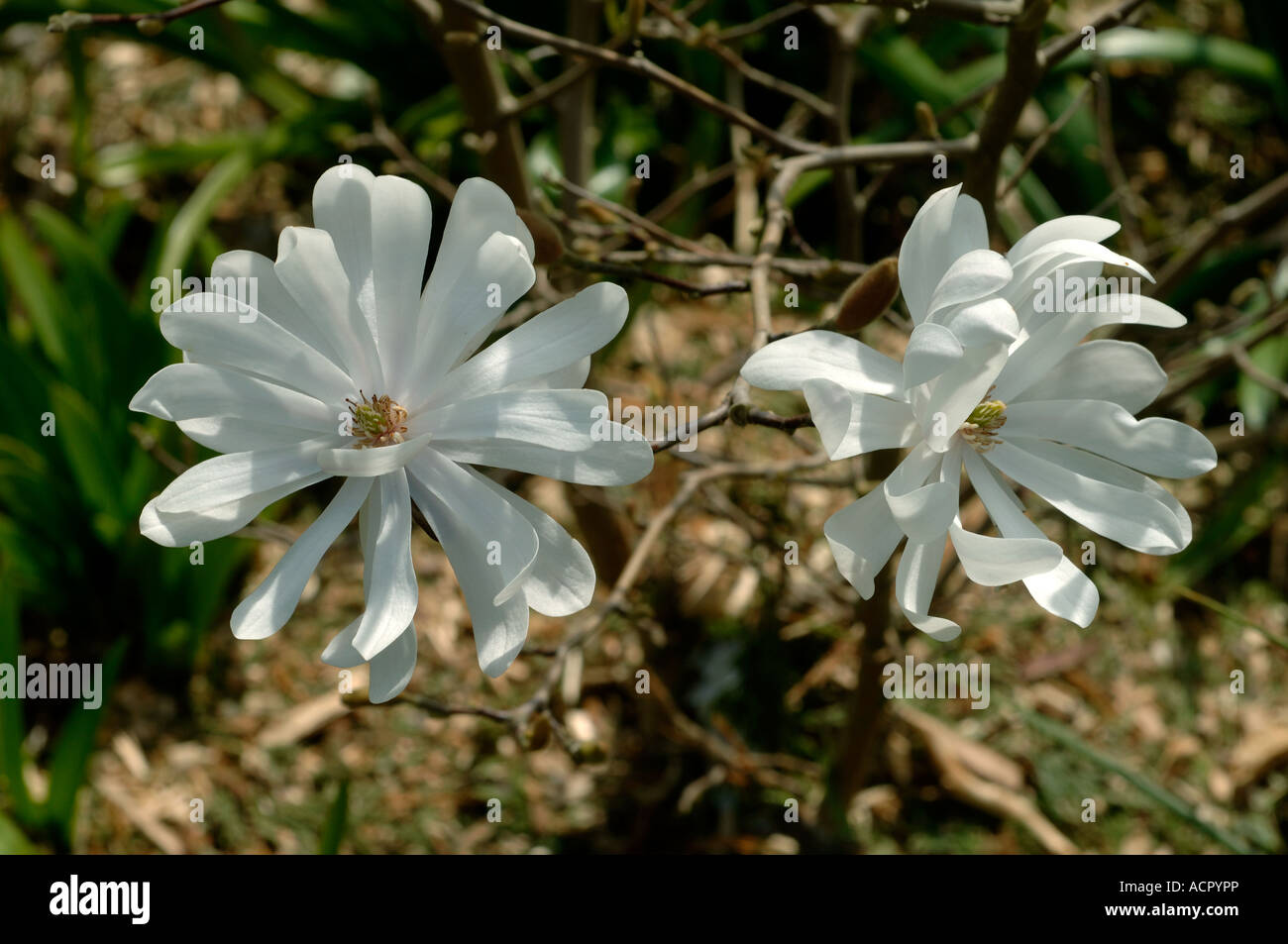 Fiori di Magnolia stellata una piccola molla bianca fioritura albero ornamentale Foto Stock