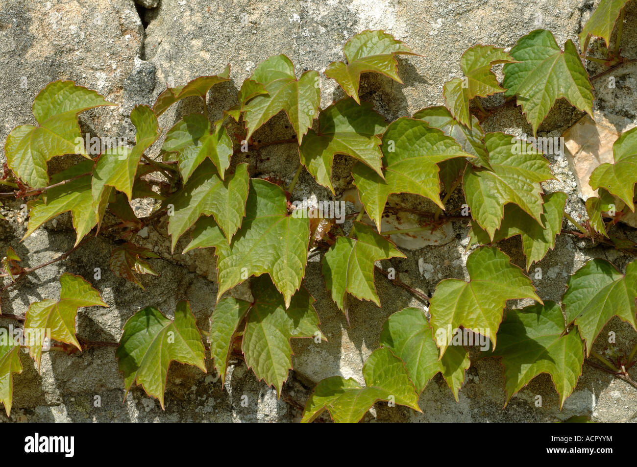 Boston ivy Parthenocissus tricuspidata giovani gara fogliame a molla su una parete di roccia calcarea Foto Stock