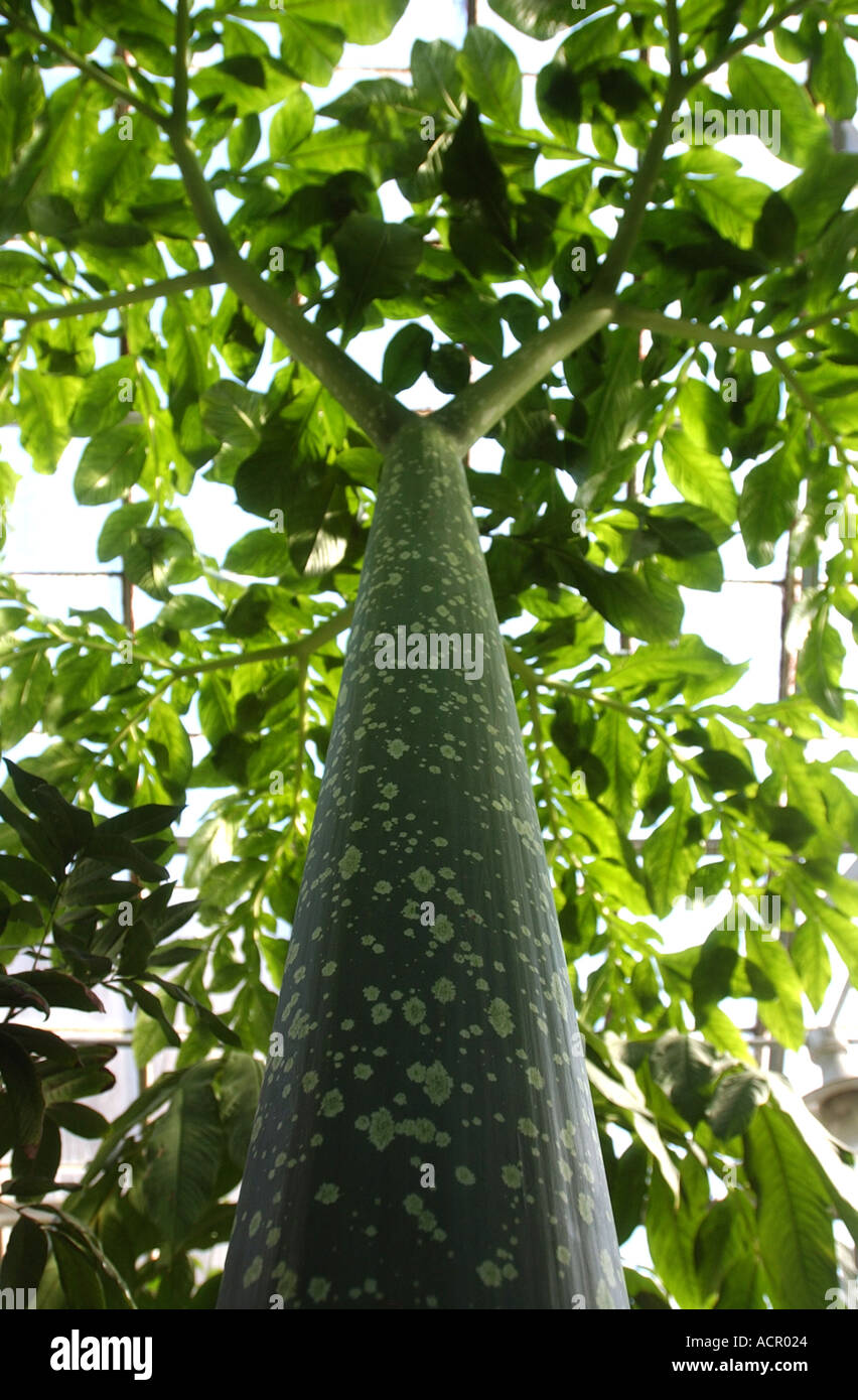 Amorphophallus Titanum Titan Arum da Sumatra è la più grande infiorescenza nel regno vegetale Foto Stock