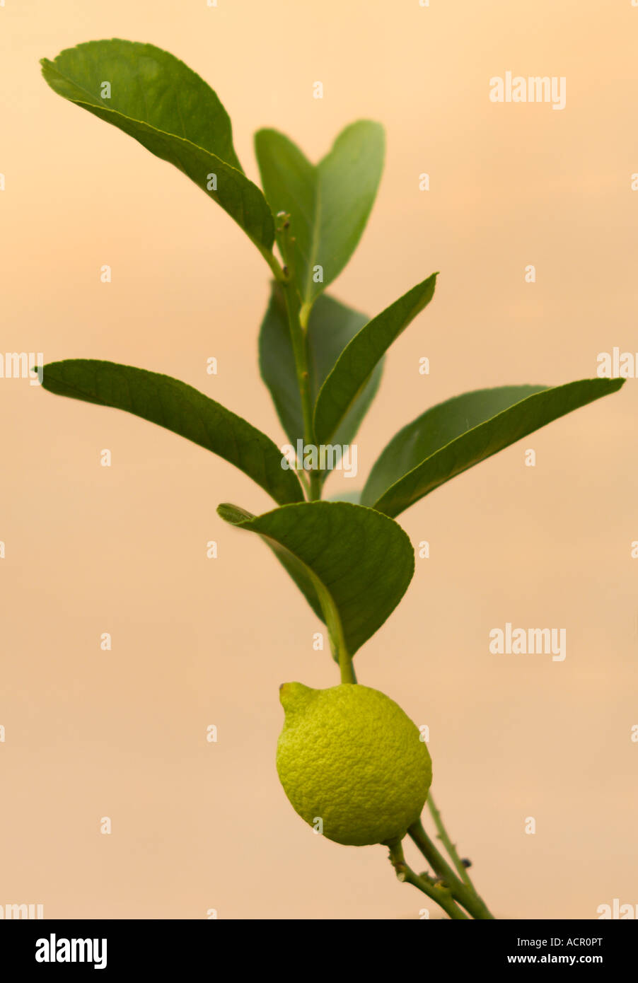 Limone (Citrus limone) Foto Stock