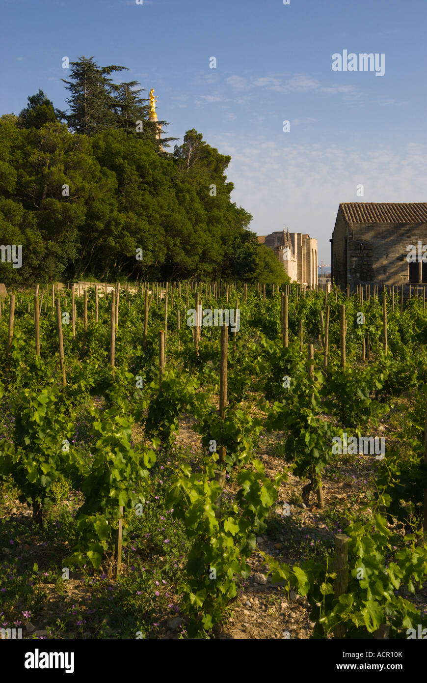 Avignon Francia Rocher des Doms una piccola vigna con il Palazzo dei Papi in background Foto Stock