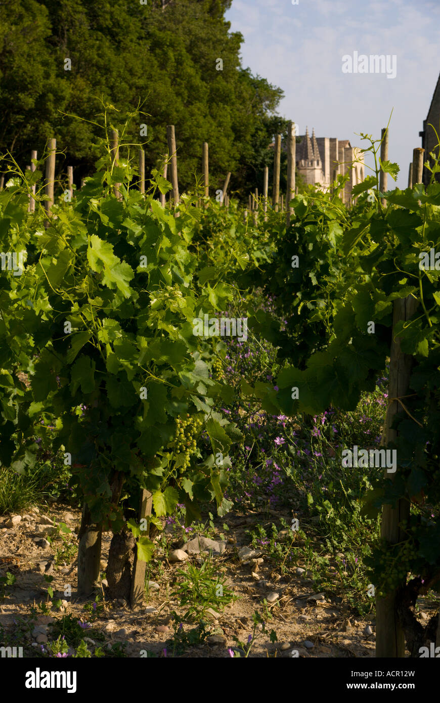 Avignon Francia Rocher des Doms una piccola vigna con il Palazzo dei Papi in background Foto Stock
