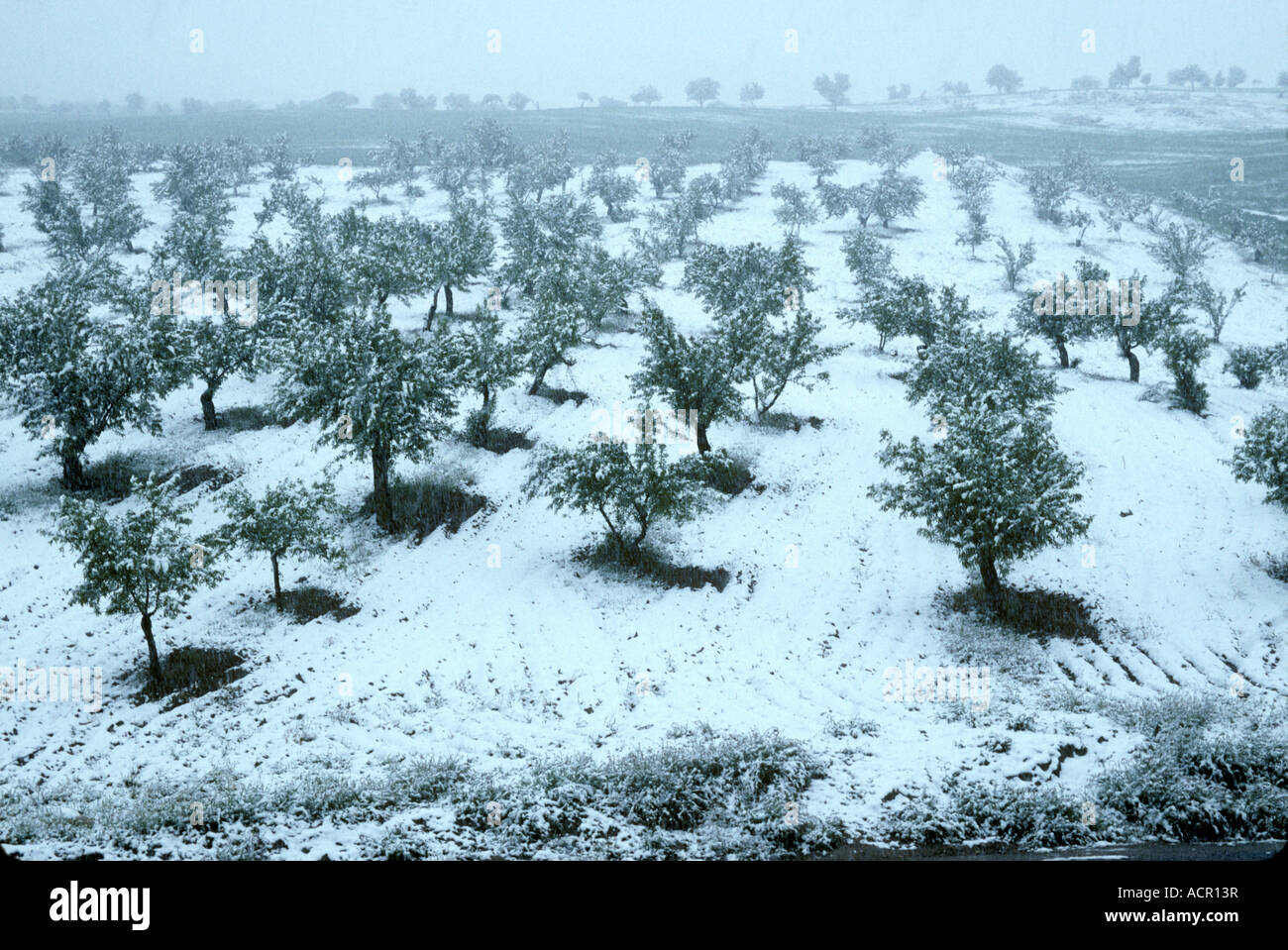 Mandorli in foglie coperte di neve dopo una molla blizzard Andalusia Spagna Foto Stock