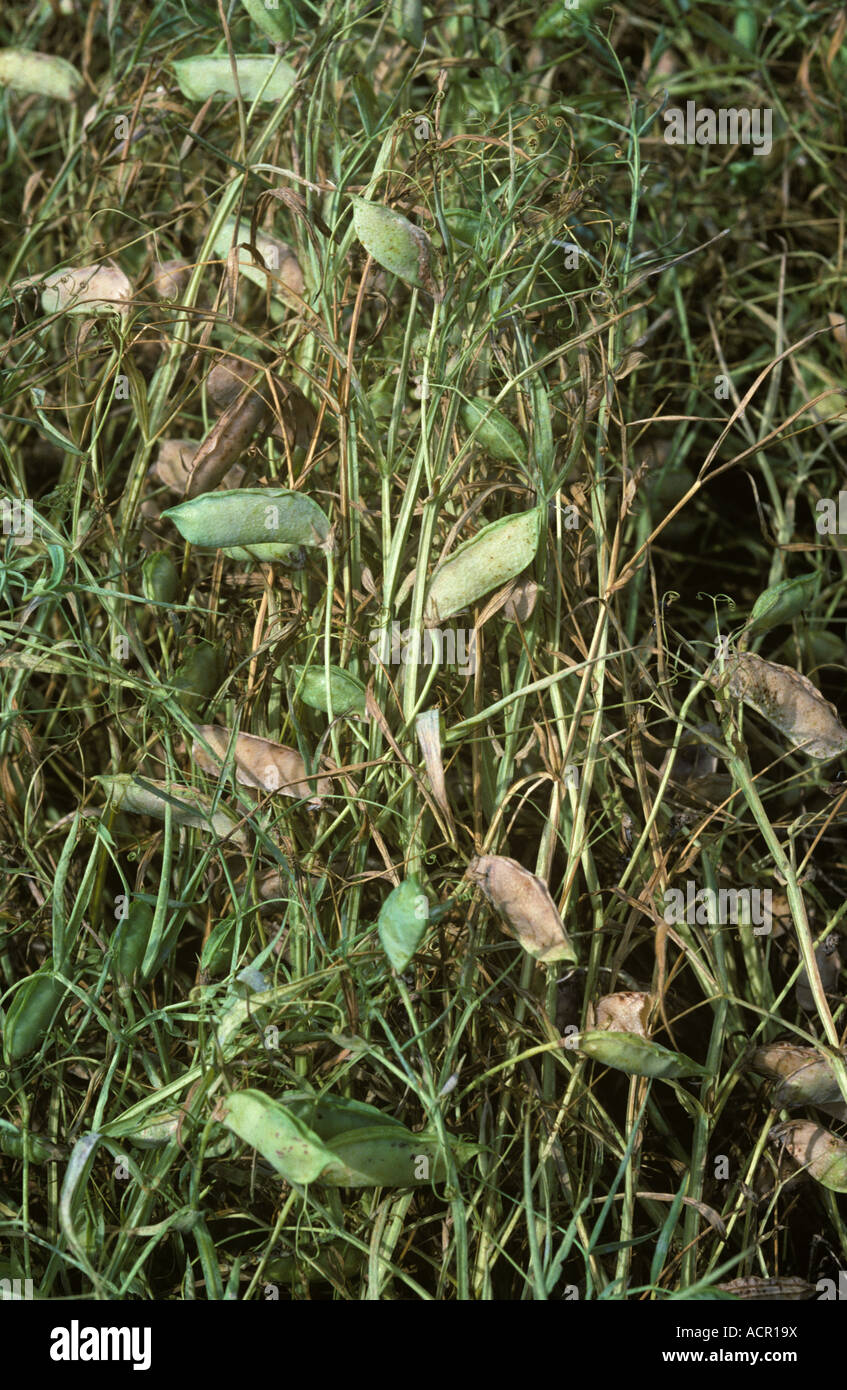 Baccelli di erba pea Lathyrus sativus un sostituto di legume utilizzato alimentare nei paesi poveri Foto Stock