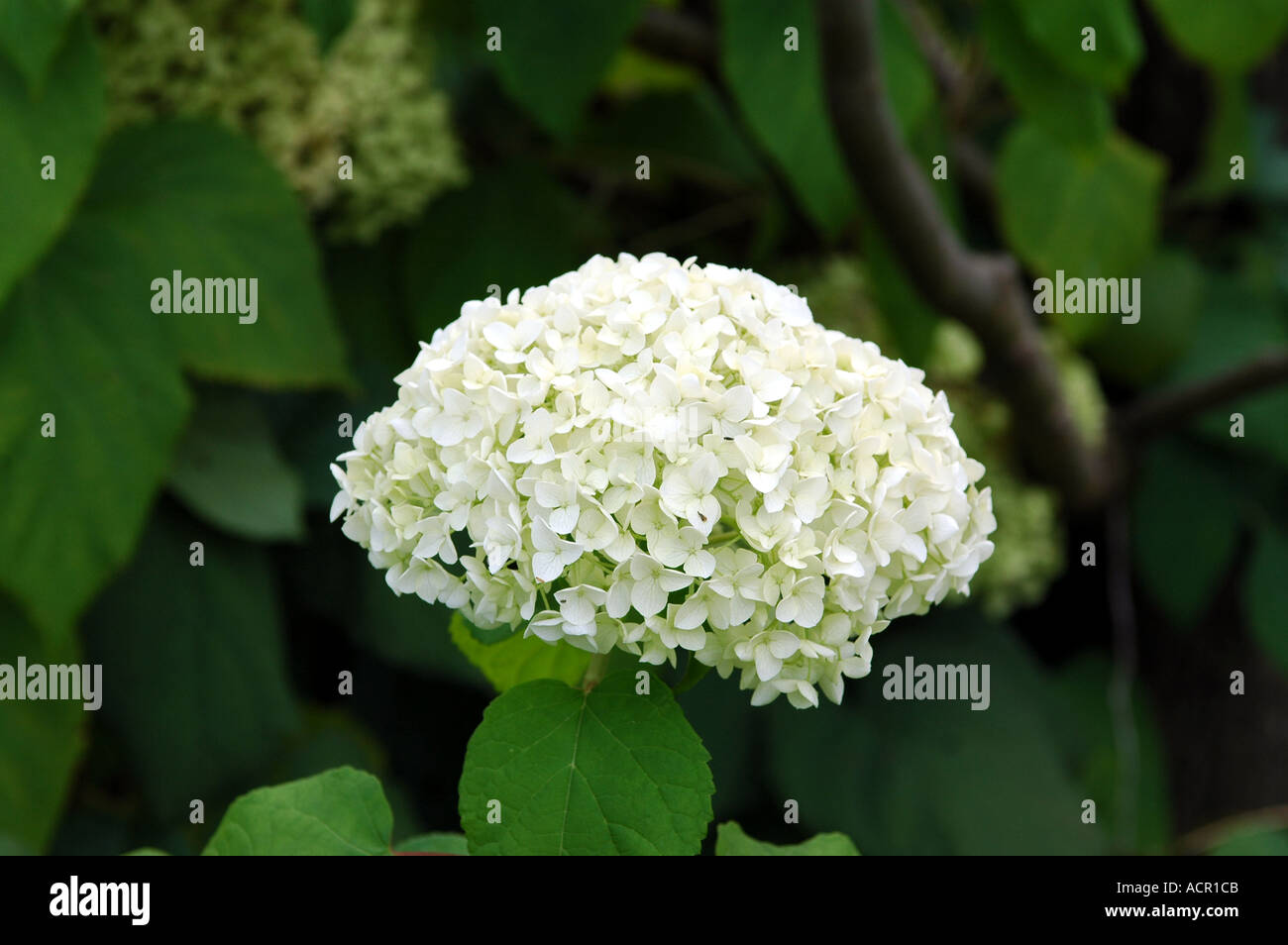 Mt Auburn Cemetery in Cambridge MA Foto Stock