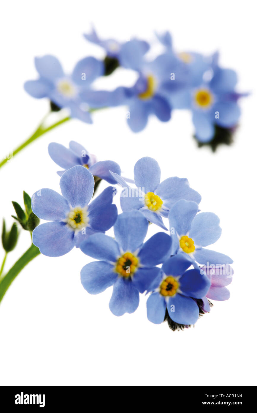 "Non ti scordar di me", myosotis sylvatica Foto Stock
