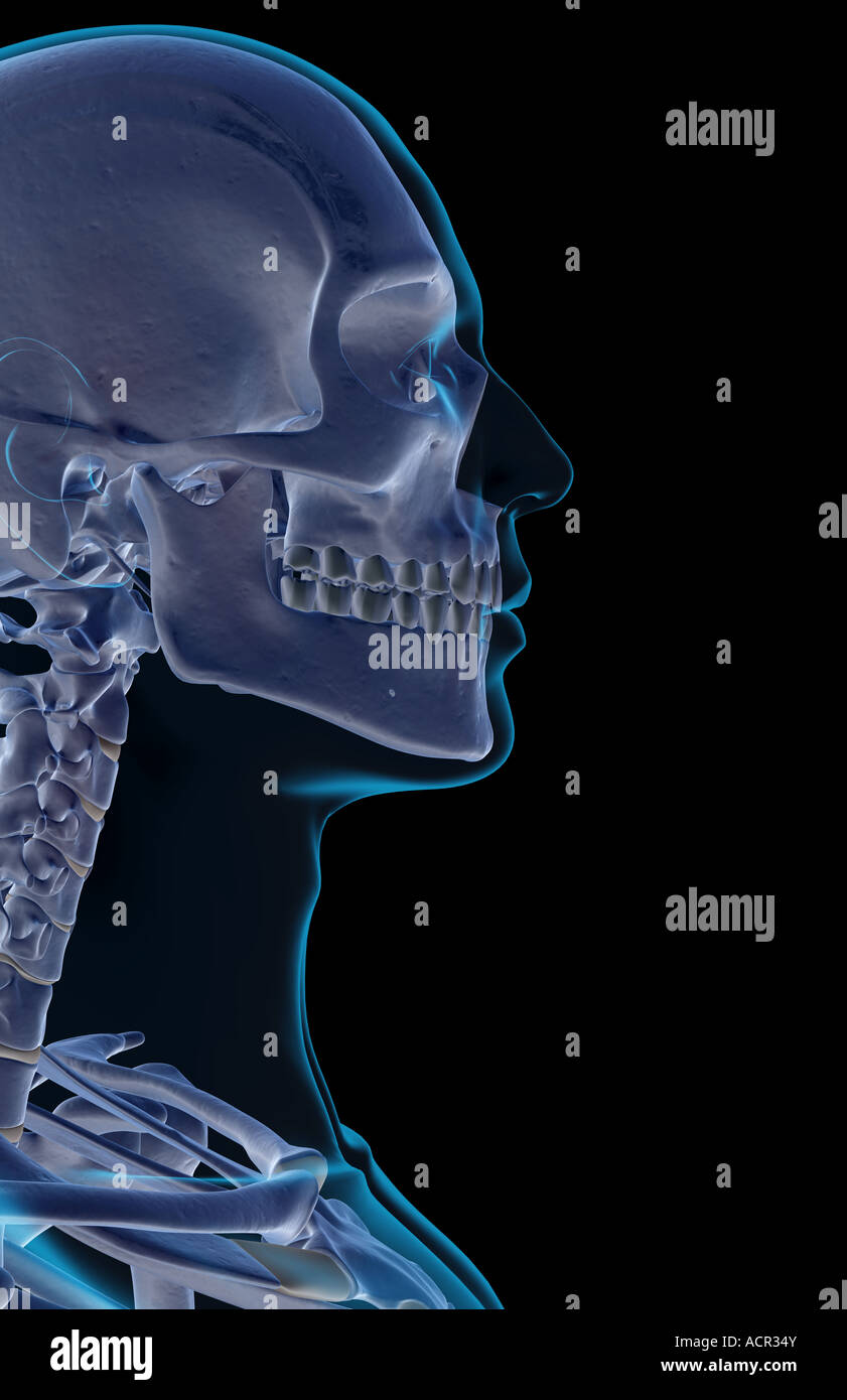 Le ossa della testa e del viso Foto Stock