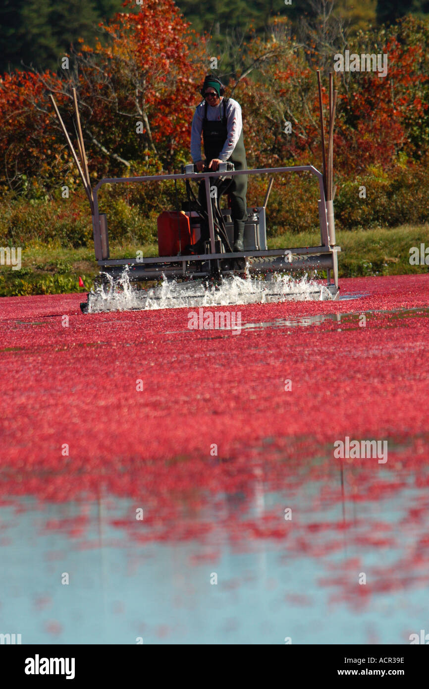 Autunno Cranberry Harvest Carver Massachusetts Foto Stock