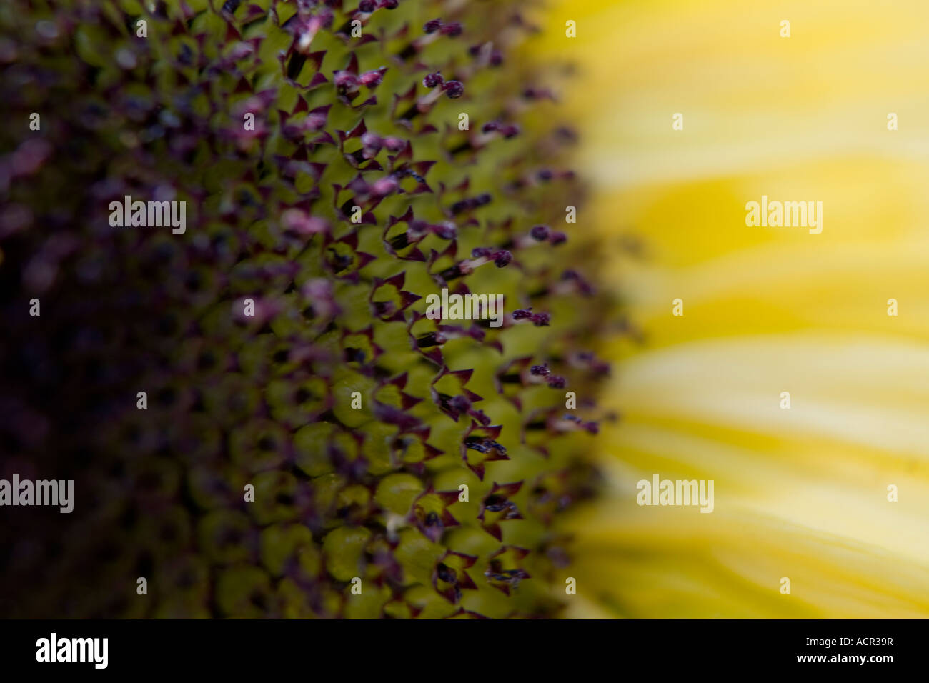 fiore del sole Foto Stock