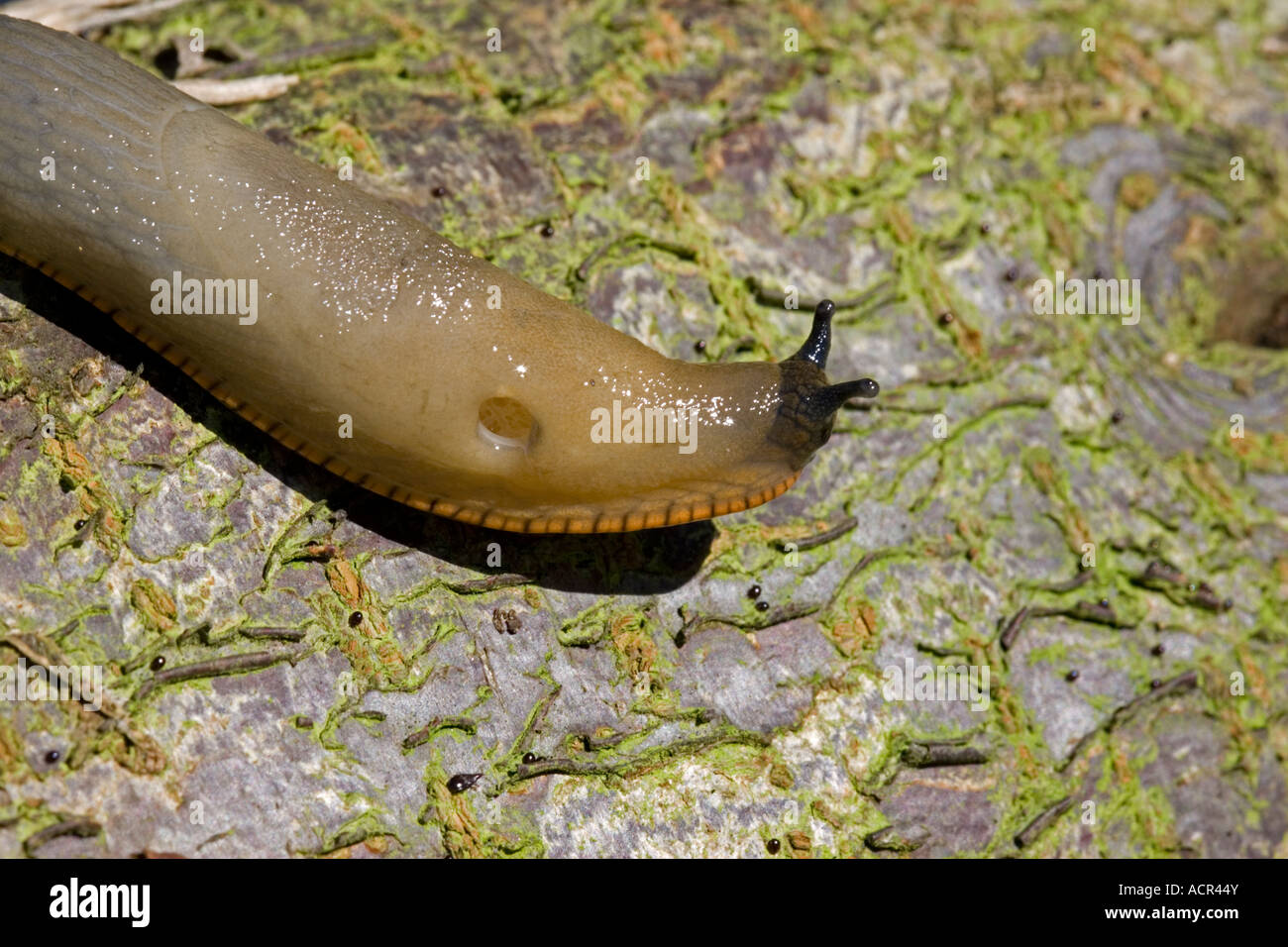 Varietà di arance del grande nero slug Arion ater agg strisciando sul log Costwolds REGNO UNITO Foto Stock