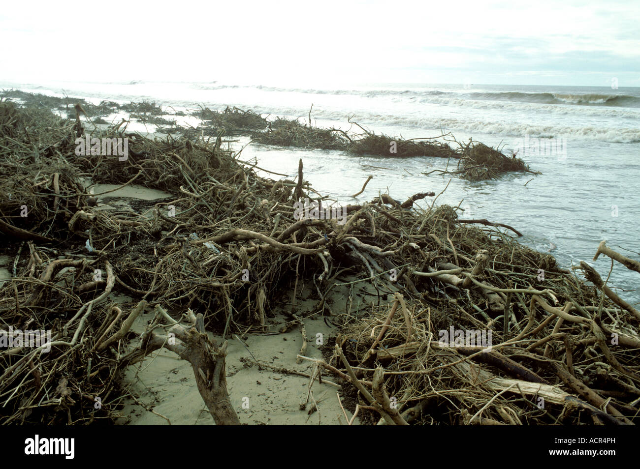 Flotsum naturale del legno e radici di albero gettato sulla spiaggia dopo forti tempeste Marocco Foto Stock