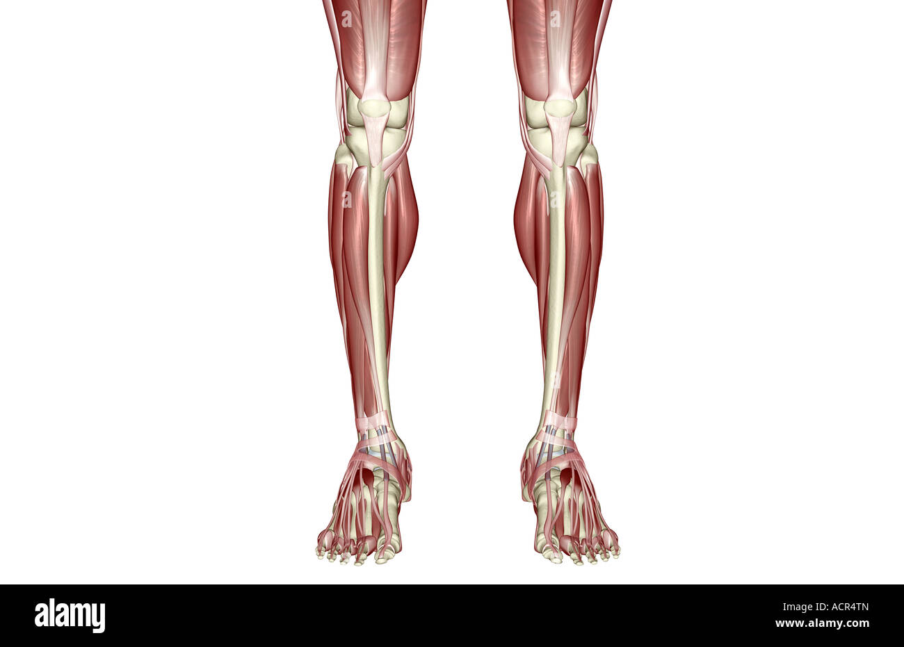 I muscoli delle gambe Foto Stock