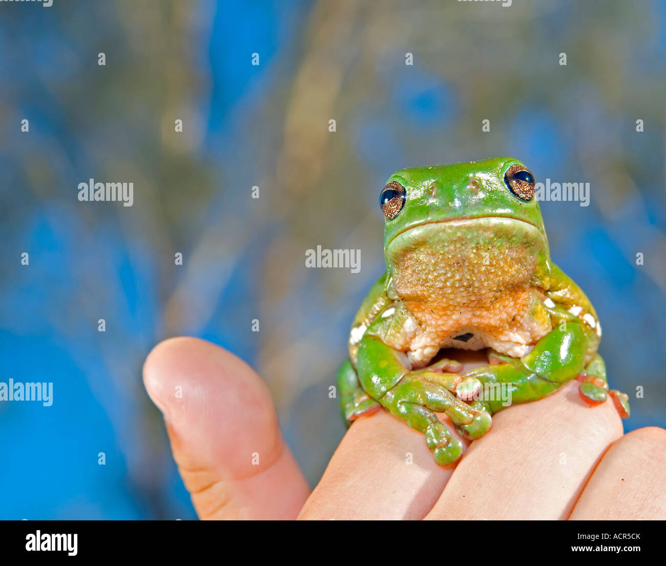 Un simpatico ranocchio verde caerula litoria frog detenute fino Foto Stock