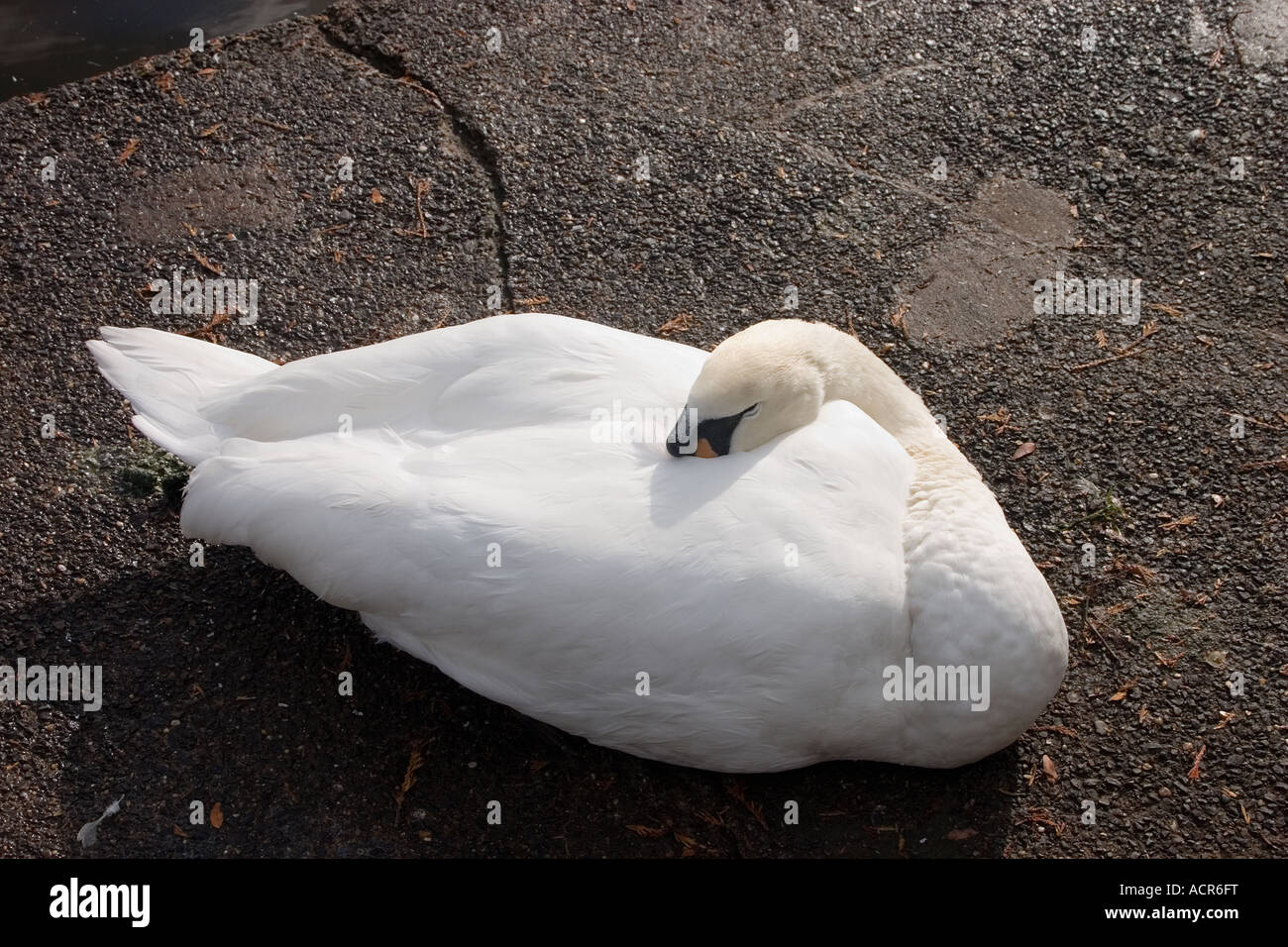 Sleeping swan Roath Park lakeside Cardiff Regno Unito Foto Stock