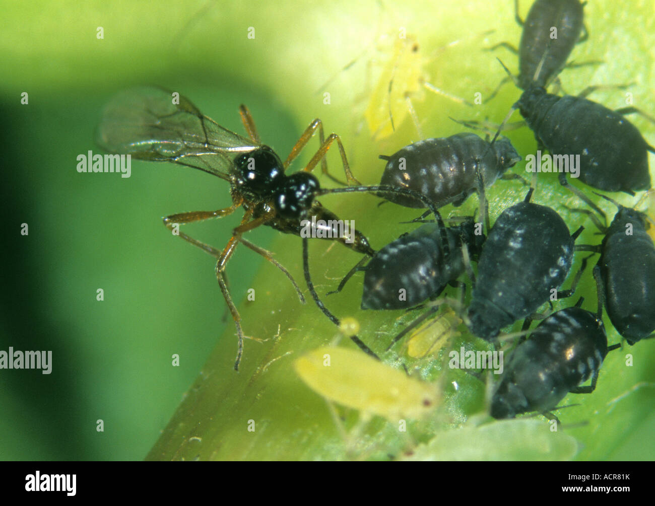 Parassitoide wasp Aphidius ervi ovipositing nel fagiolo nero host afide Foto Stock