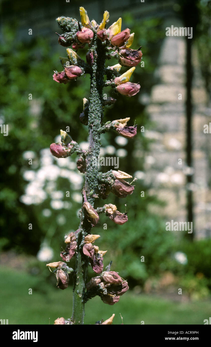 Lupin afide Macrosiphum albifrons infestazione su Lupin Lupinus spp boccioli di fiori Foto Stock