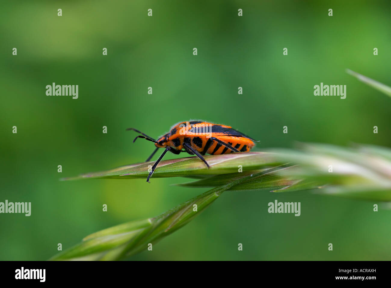 Un singolo schermo beetle passeggiate fuori per la fine di un pezzo di erba Foto Stock