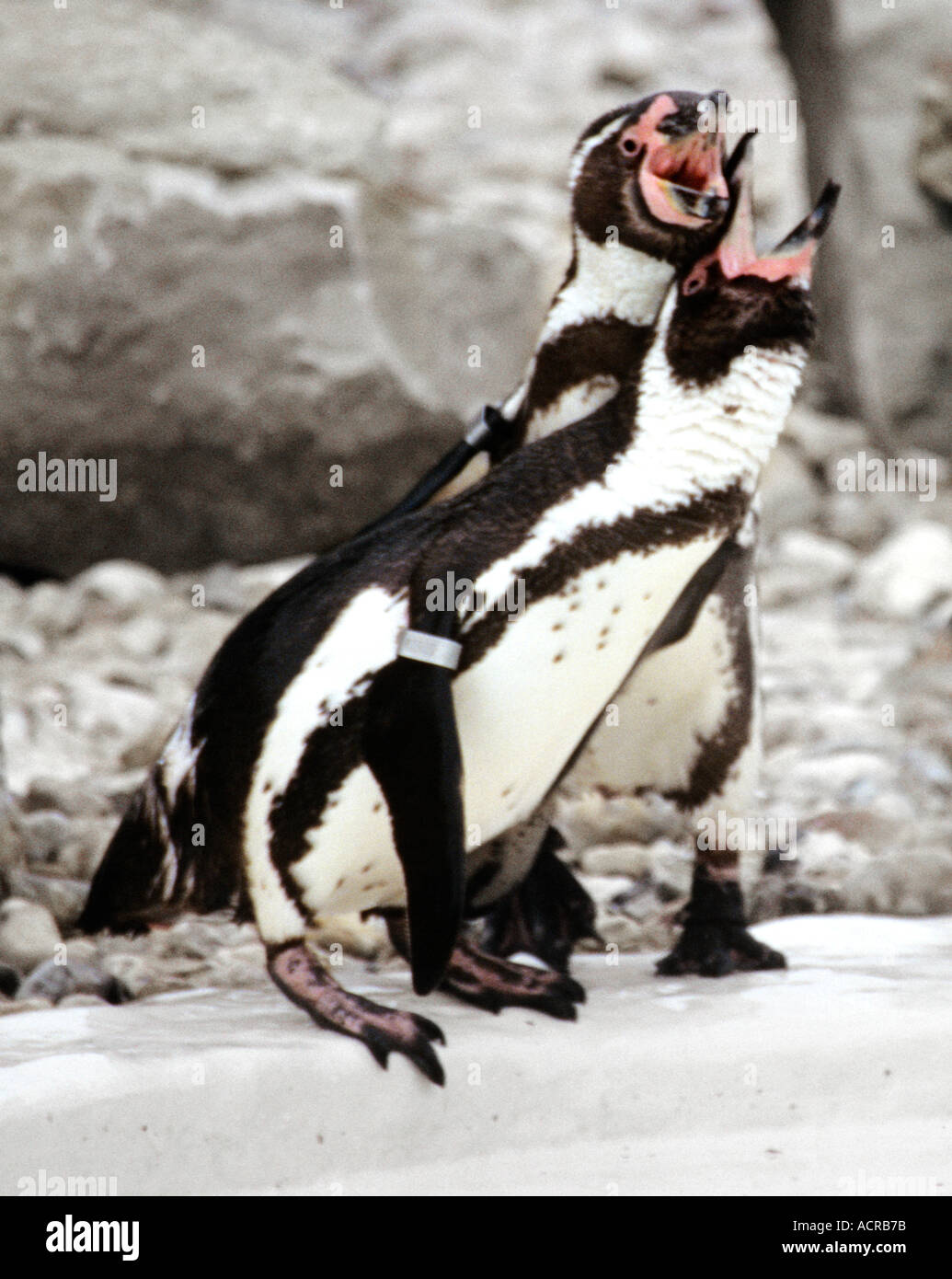 I pinguini Humboldt Spheniscus Humboldti al Parco Drusillas Alfriston East Sussex Regno Unito Foto Stock