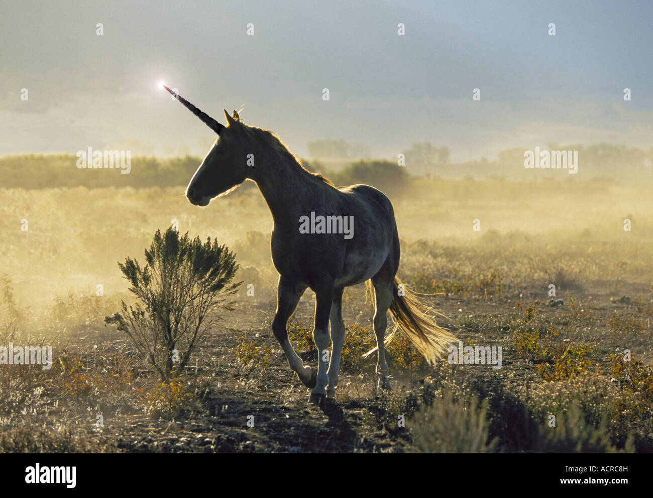 L'unicorno è un animale leggendario descritto nel corso della storia e prima come una bestia simile a un cavallo con un solo corno che proietta dalla testa. Foto Stock
