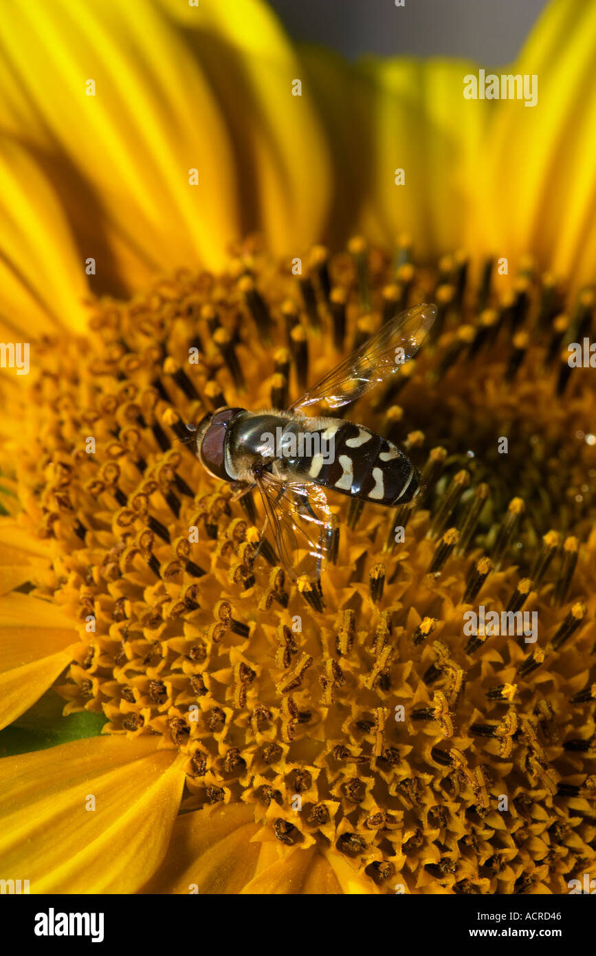 In prossimità di un comune di Girasole e una Vespa Foto Stock