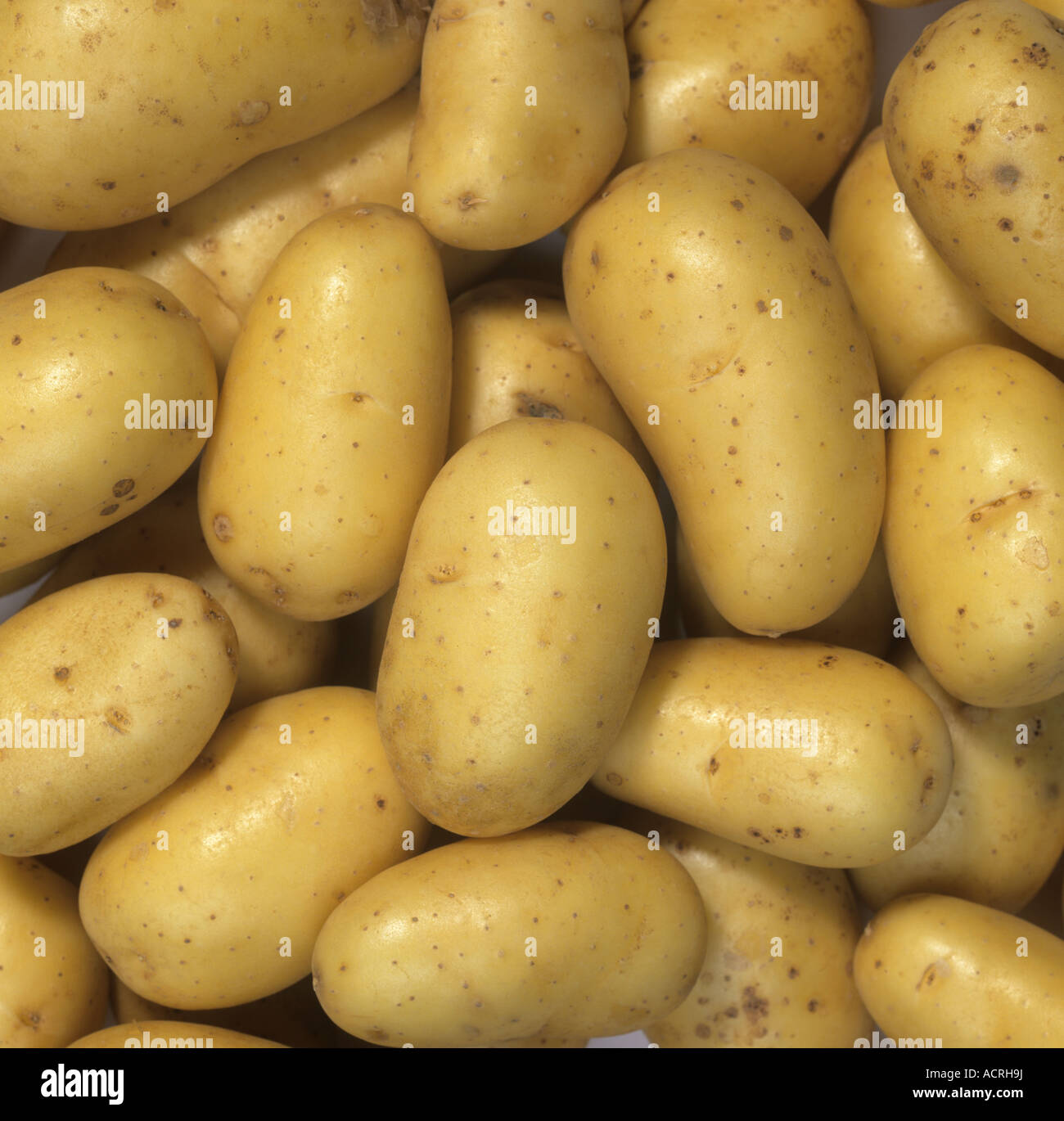 Nuova Charlotte i tuberi di patate dopo il raccolto e il negozio ha acquistato Foto Stock