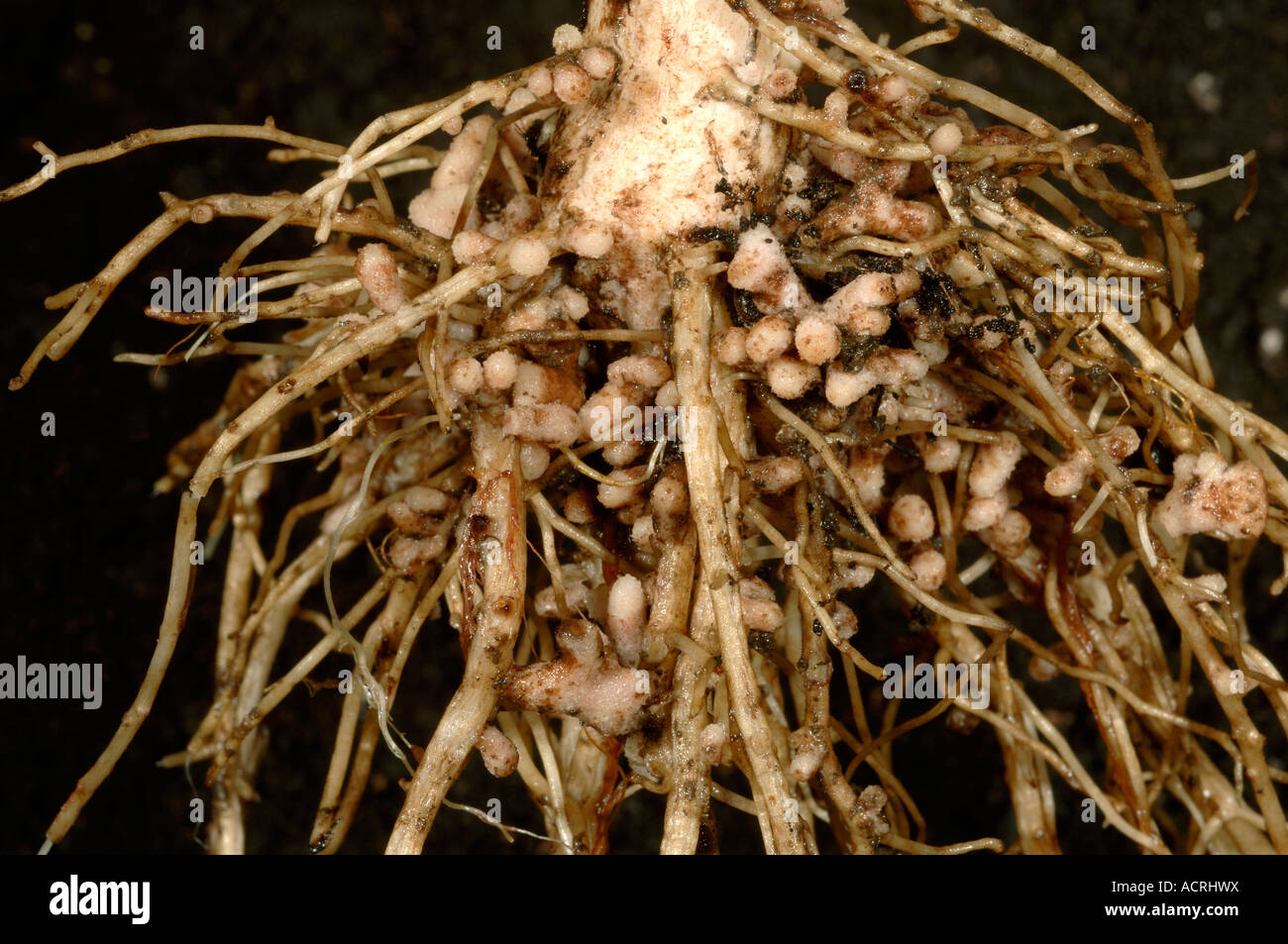 Rhizobium root noduli sulle radici di un ampio o fagiolo di Campo per la fissazione di azoto Foto Stock
