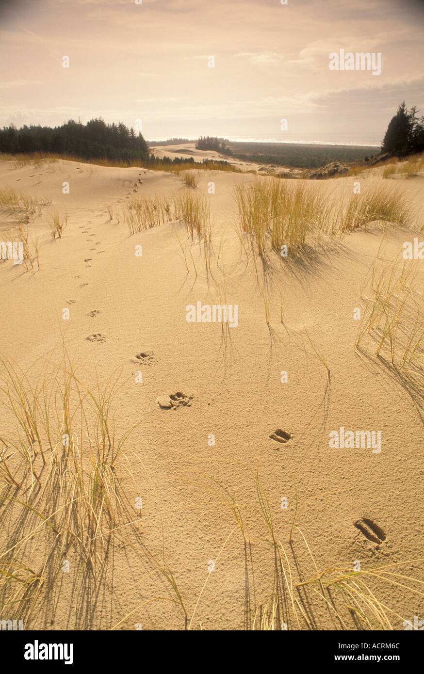 Le dune di sabbia e spiaggia erba con tracce di cervo Oregon Dunes National Recreation Area Oregon Coast Foto Stock