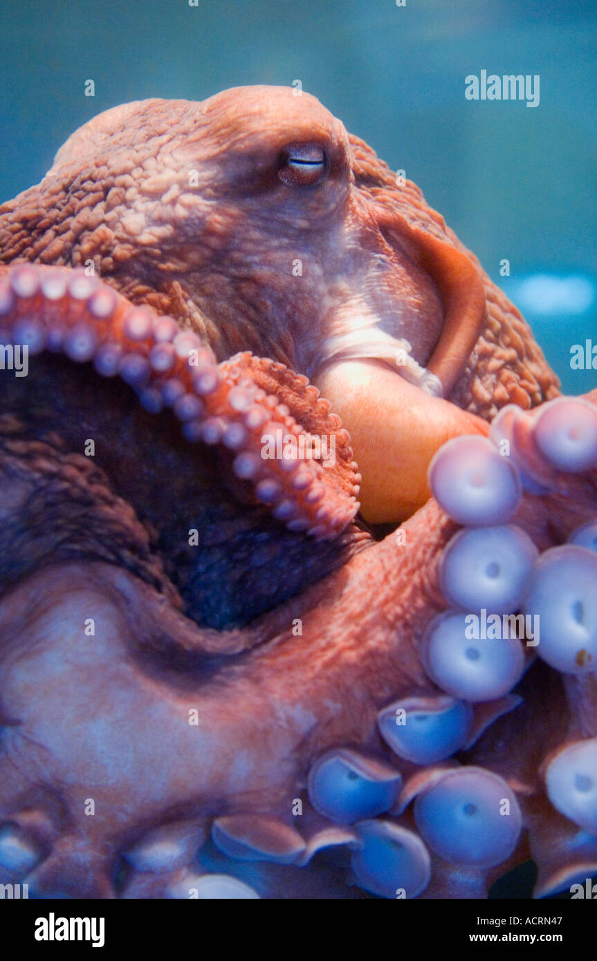 Pacifico gigante octopus named Roxy a Hatfield Marine Science Visitor Centre in Newport sulla centrale di Oregon Coast Foto Stock
