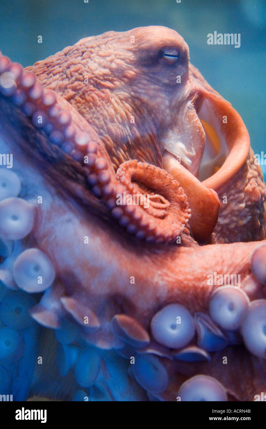 Pacifico gigante octopus named Roxy a Hatfield Marine Science Visitor Centre in Newport sulla centrale di Oregon Coast Foto Stock