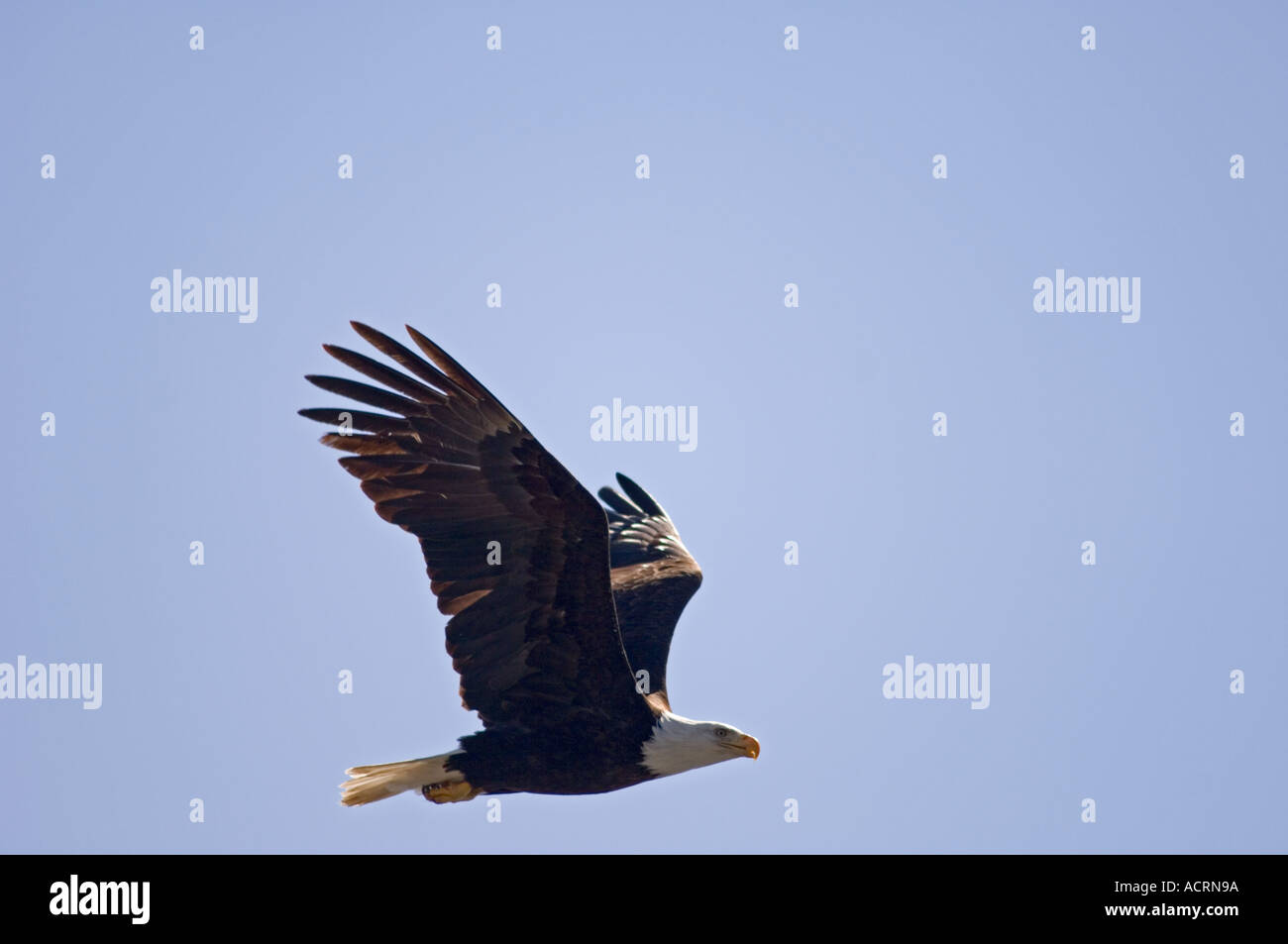 Aquila calva in volo a Ketchikan Alaska Foto Stock