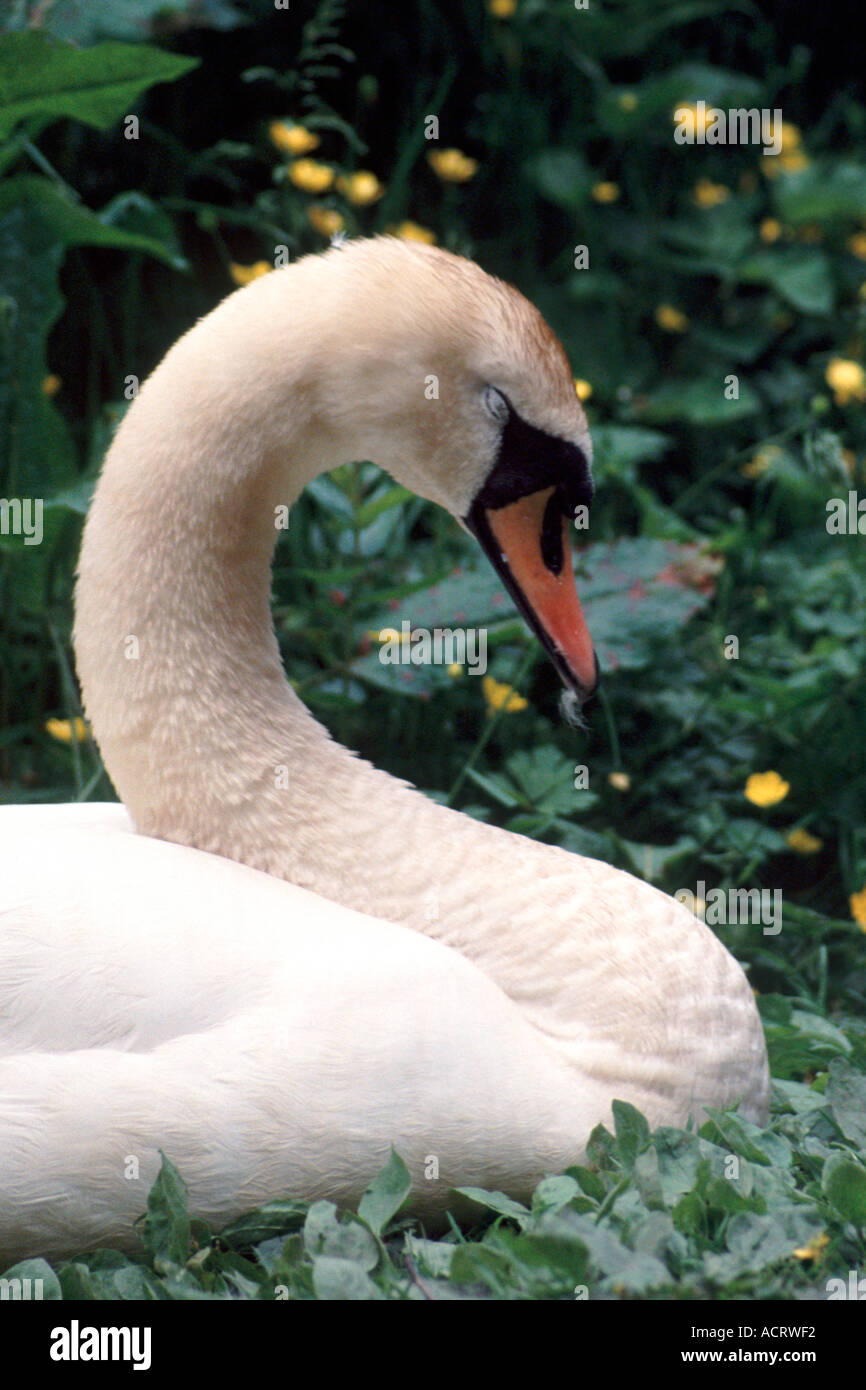 Swan vicino la testa e le spalle ritratto Foto Stock