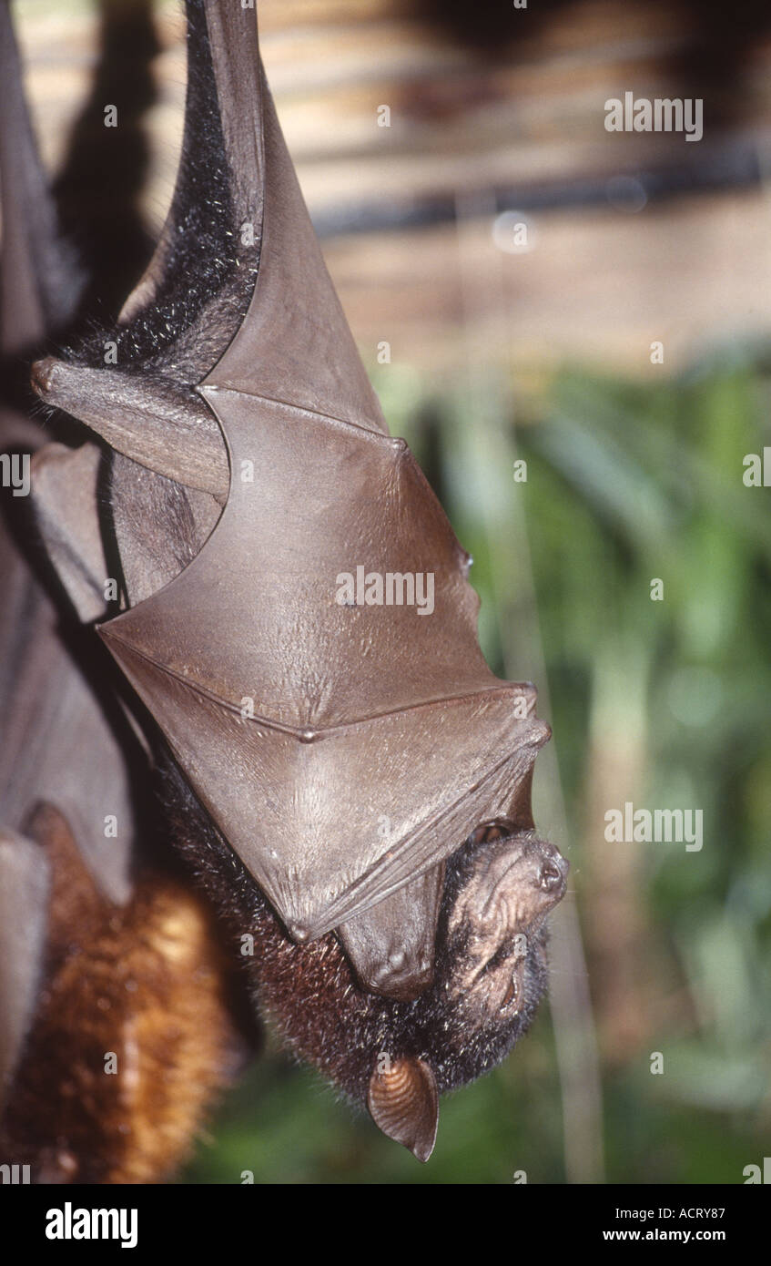 A: la malese Flying Fox - Fragile Forest sezione in Singapore Zoo. Foto Stock