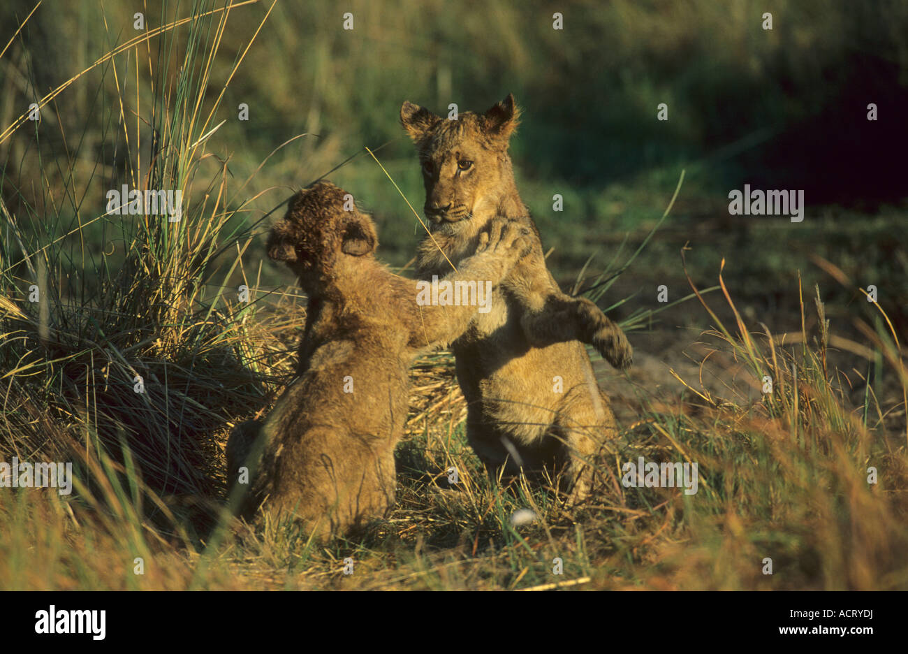 Coppia di lion cubs giocare combattimenti Chitabe Okavango Delta Botswana Foto Stock