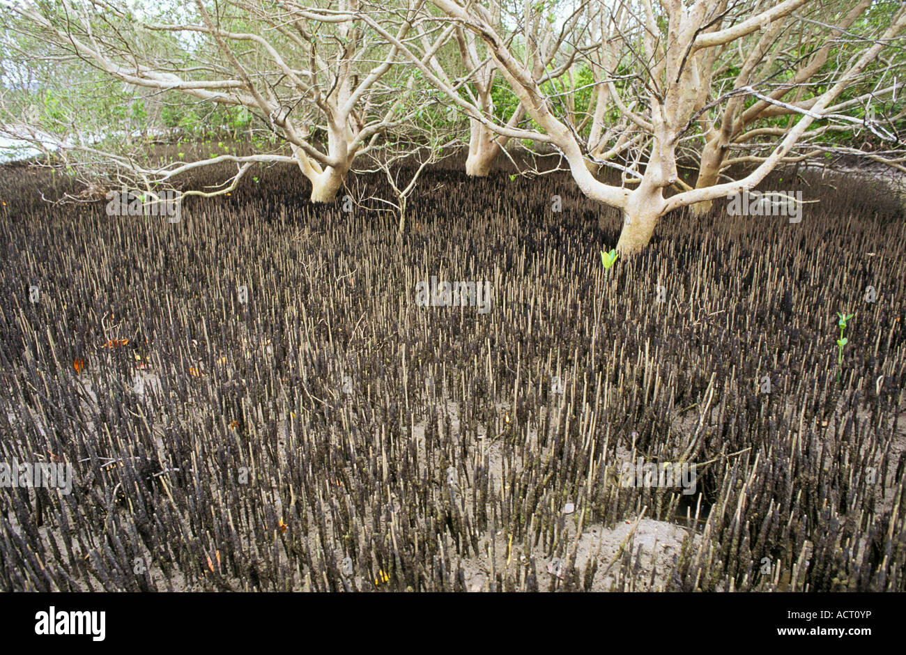 Tronco di bianco albero di mangrovia Avicennia marina è circondato da radici aeree o pneumatofori Transkei Sud Africa Foto Stock