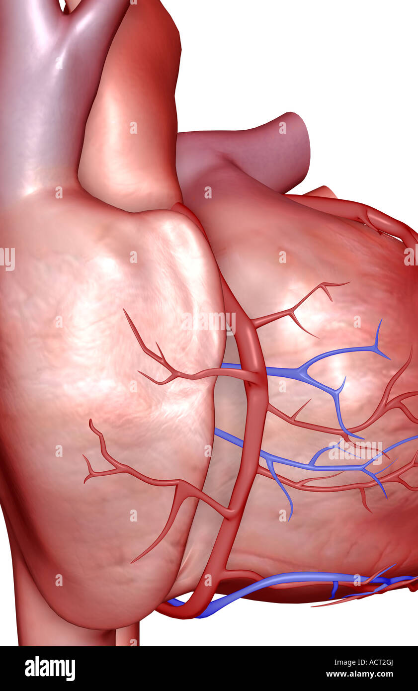 I vasi coronarici del cuore Foto Stock